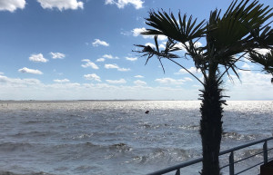 Пальма на берегу. Нойзидль-ам-Зе. Австрия – фотографии Австрии