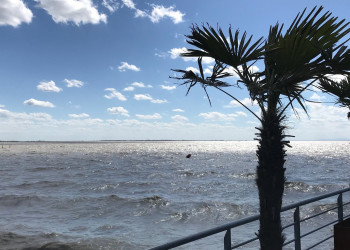 Пальма на берегу. Нойзидль-ам-Зе. Австрия – фотографии Австрии