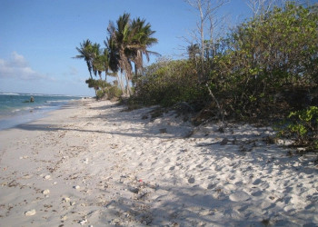 Белый песок и кустарники на берегу острова Науру – фотографии Науру