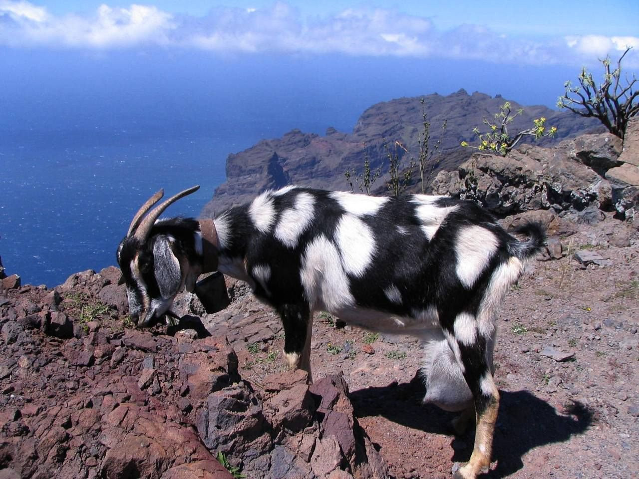 Ла-Гомера остров, Канарские острова, фото № 31667 – фотографии Канарских островов