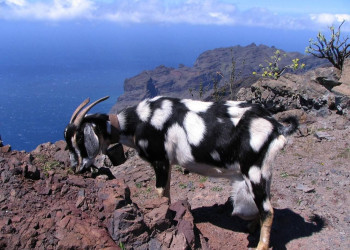 Ла-Гомера остров, Канарские острова, фото № 31667 – фотографии Канарских островов