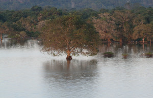 Кандалама, Шри-Ланка, фото № 51299 – фотографии Шри-Ланки