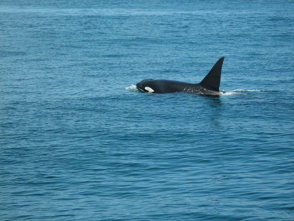 Касатка в водах Пунта-Саль – фотографии Перу