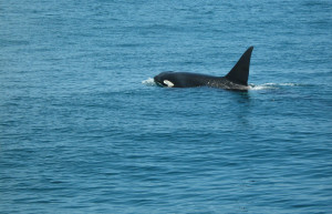 Касатка в водах Пунта-Саль – фотографии Перу