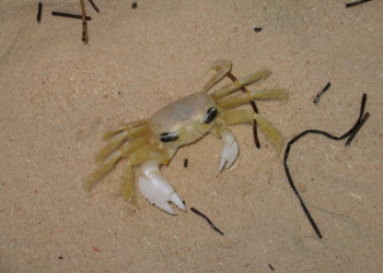 Пунта-Кана, Доминикана, фото № 30499 – фотографии Доминиканы