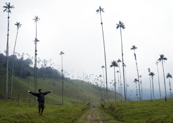 Долина Кокора в Колумбии. Фото 6 – фотографии Колумбии