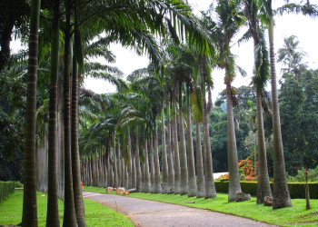 Канди, Шри-Ланка, фото № 51402 – фотографии Шри-Ланки