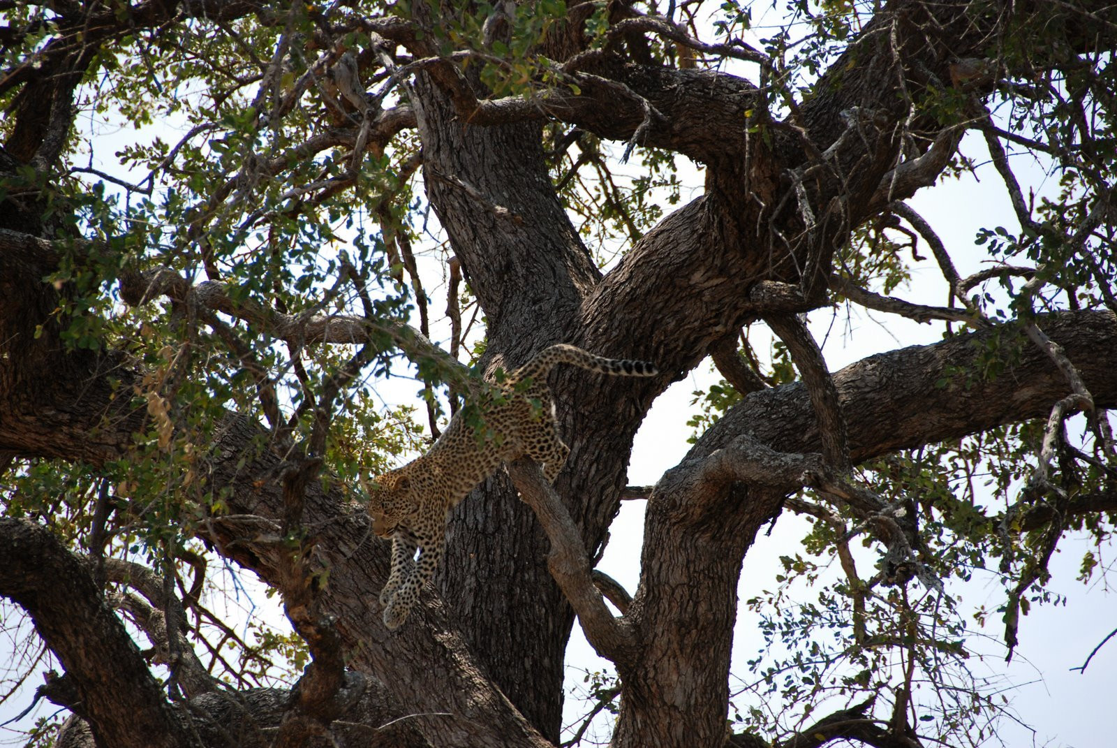 leopard – фотографии ЮАР