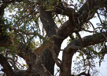 leopard – фотографии ЮАР
