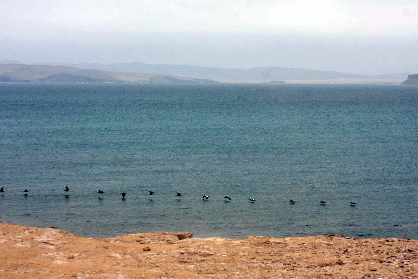 Птицы в море вдоль побережья заповедника Паракас в Перу – фотографии Перу