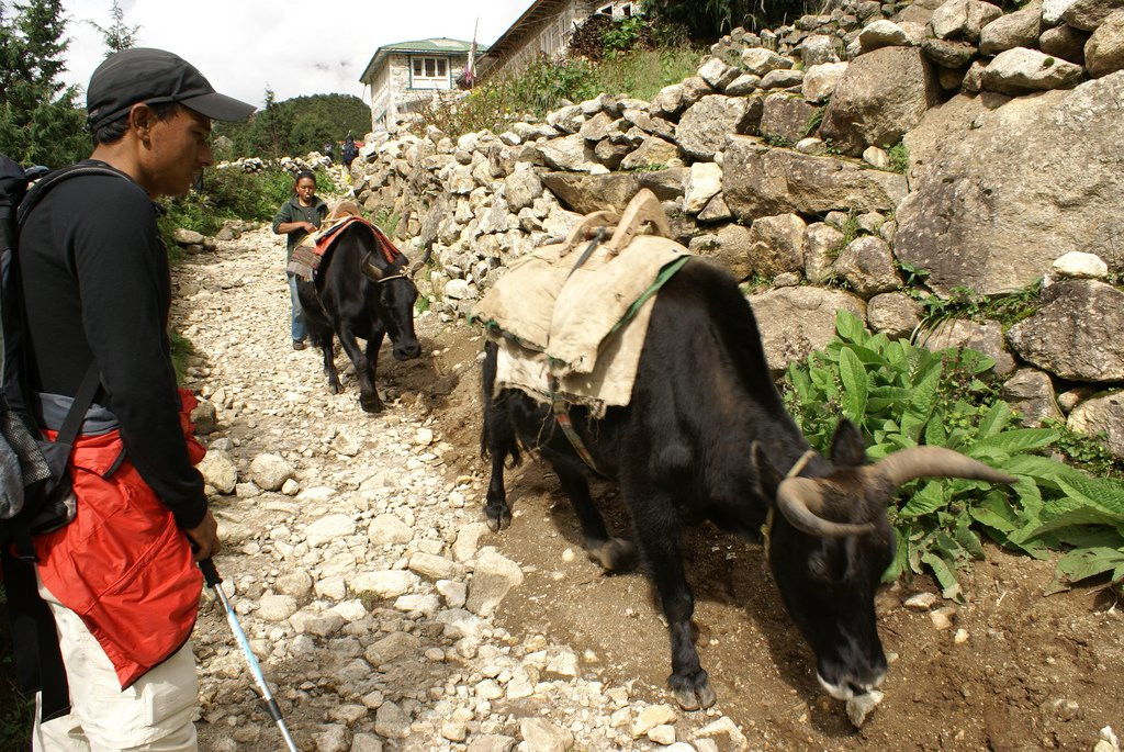 Сагарматха Национальный Парк, Непал, фото № 79069 – фотографии Непала