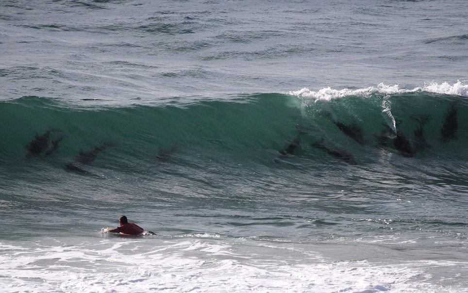 Дельфиний серфинг в Байрон-Бей (Byron Bay) – фотографии Австралии