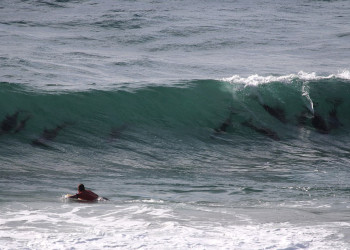 Дельфиний серфинг в Байрон-Бей (Byron Bay) – фотографии Австралии
