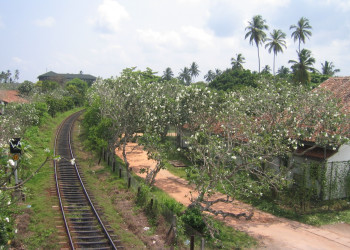 Железная дорога в Бентоте – фотографии Шри-Ланки