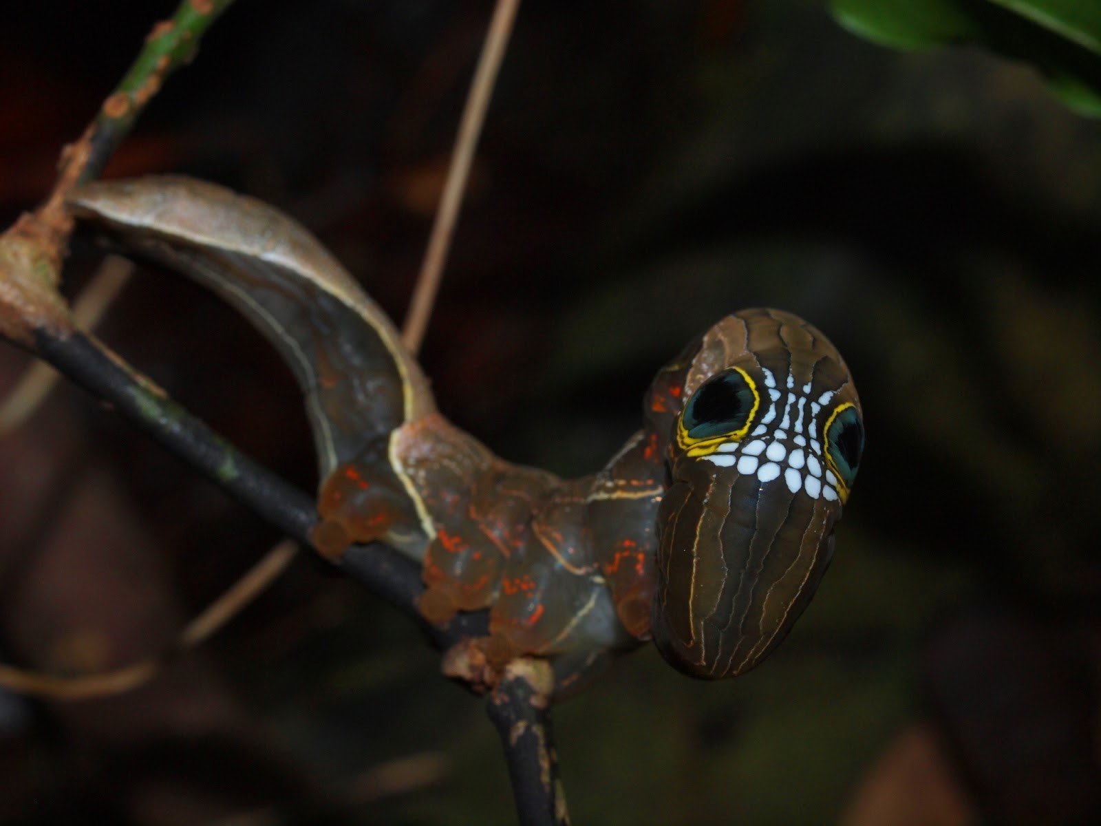 Личинка бабочки ленточницы подвида Phyllodes imperialis. Фото 9 – фотографии Австралии