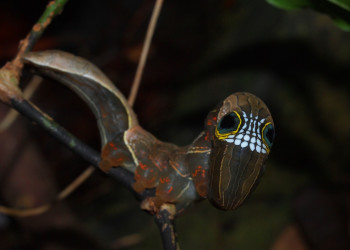 Личинка бабочки ленточницы подвида Phyllodes imperialis. Фото 9 – фотографии Австралии