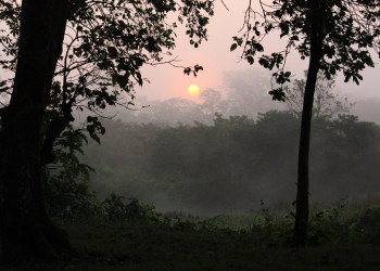 Читван Национальный Парк, Непал, фото № 79035 – фотографии Непала