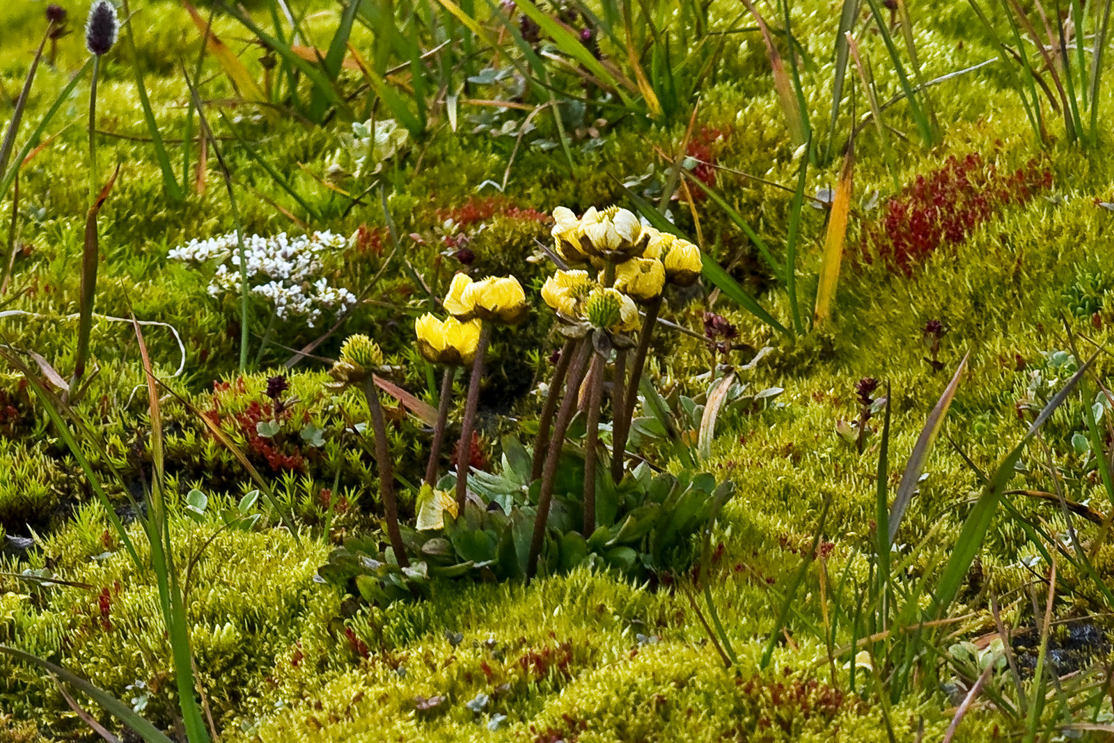 Рестительность острова Гукера, Земля Франца-Иосифа – фотографии России