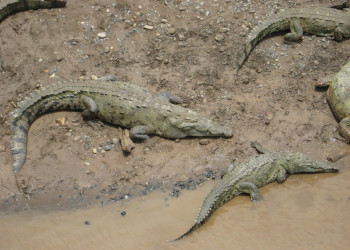 Коста-Рика, фото № 769 – фотографии Коста-Рики