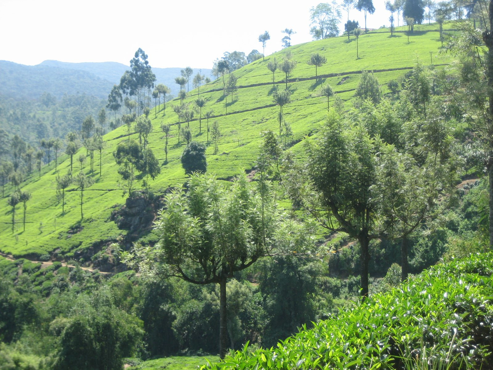 Нувара Элия, Шри-Ланка, фото № 52010 – фотографии Шри-Ланки