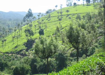 Нувара Элия, Шри-Ланка, фото № 52010 – фотографии Шри-Ланки