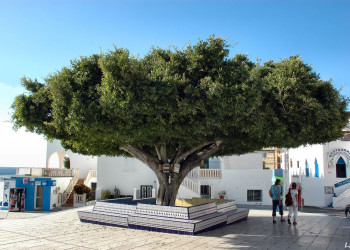 Эль-Пасо, Ла-Пальма остров, Канарские острова, фото № 32323 – фотографии Канарских островов