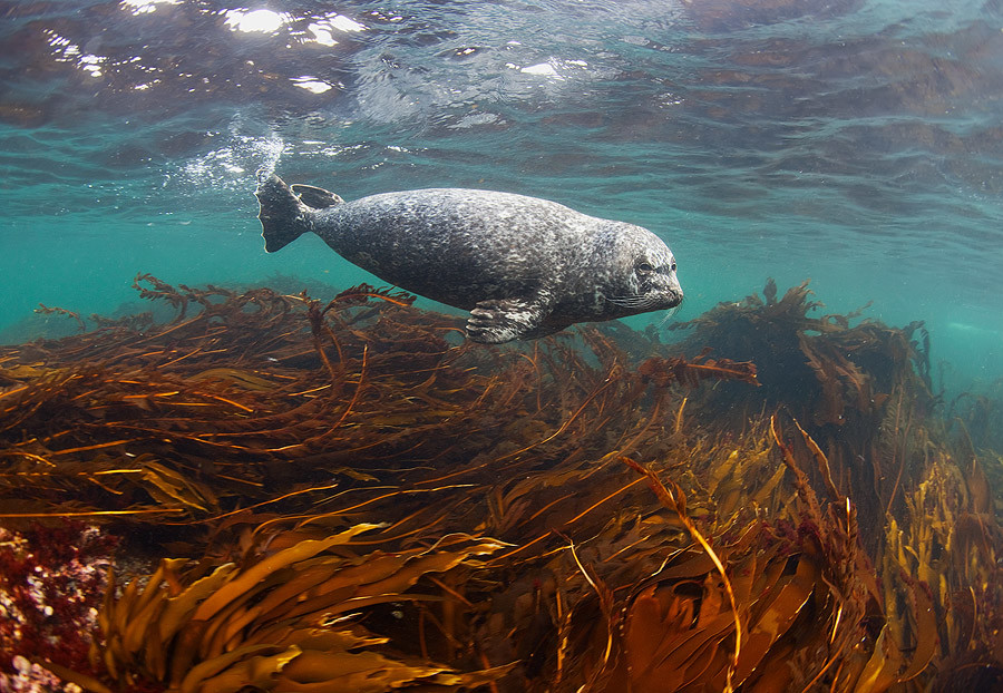 Подводный мир – фотографии России