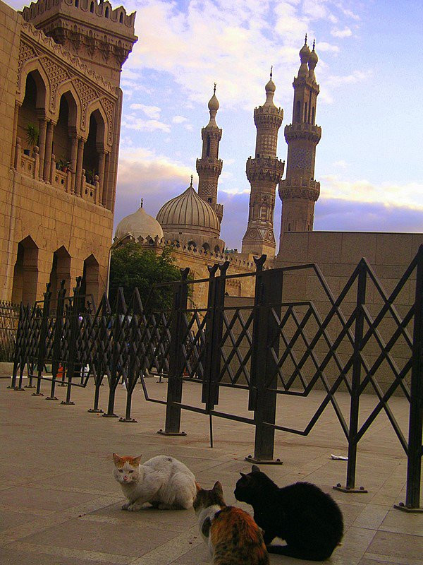 Каир, Египет, фото № 35103 – фотографии Египта