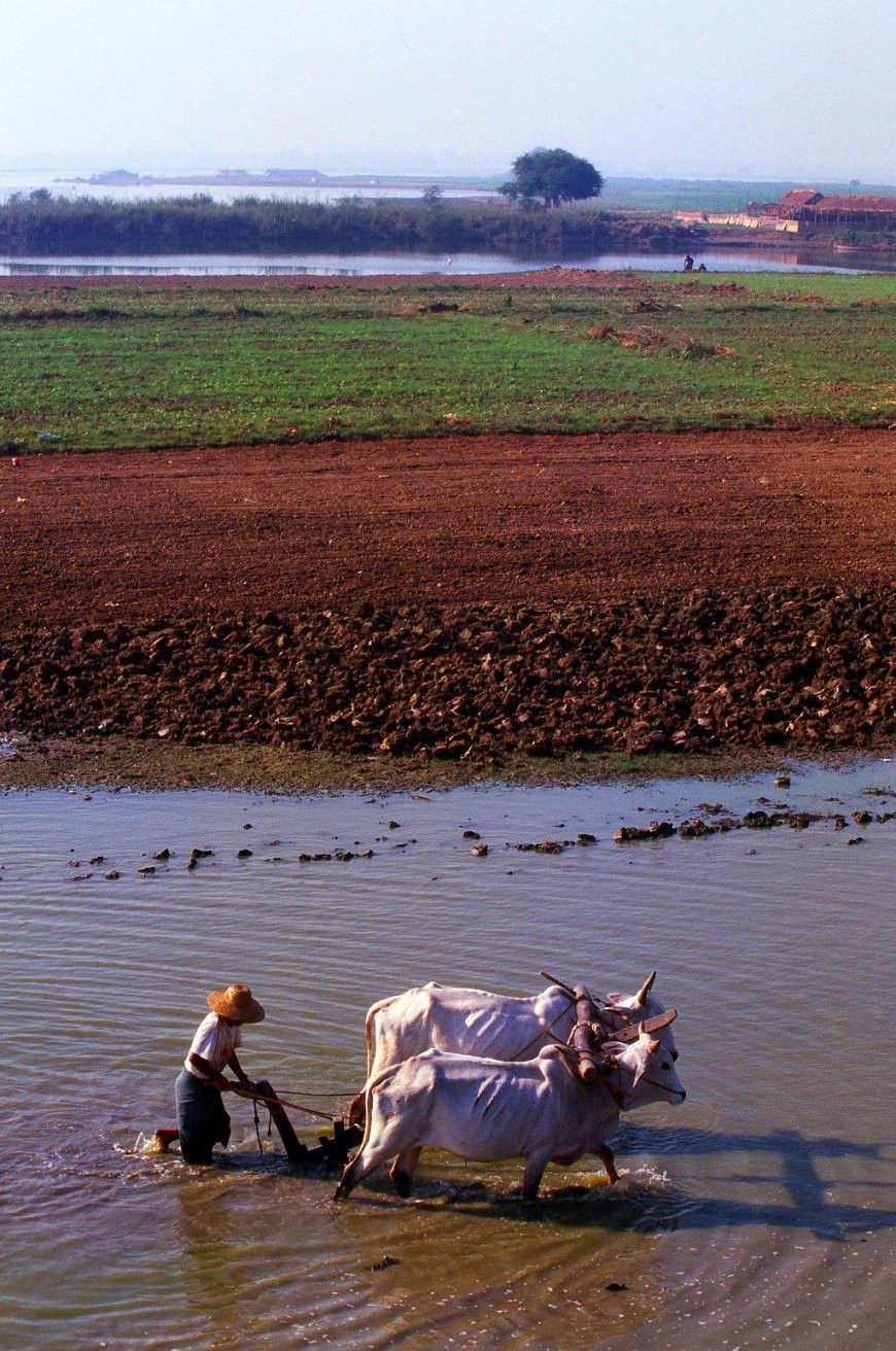 Сельское хозяйство по старинке – фотографии Мьянмы