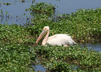Пеликан в национальном парке, Танзания – фотографии Танзании