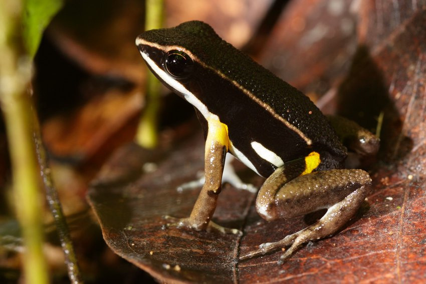 Французская Гвиана, фото № 2112 – фотографии Французской Гвианы