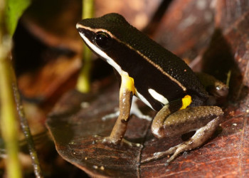 Французская Гвиана, фото № 2112 – фотографии Французской Гвианы