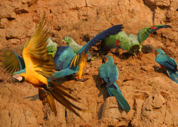 Попугаи едят глину в заповеднике Тамбопата в Перу – фотографии Перу