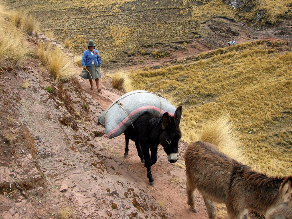 Ослики – фотографии Перу