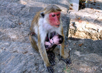 Дамбулла, Шри-Ланка, фото № 51035 – фотографии Шри-Ланки