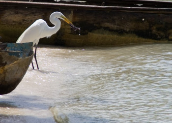 Негрил, Ямайка. Фото 9 – фотографии Ямайки