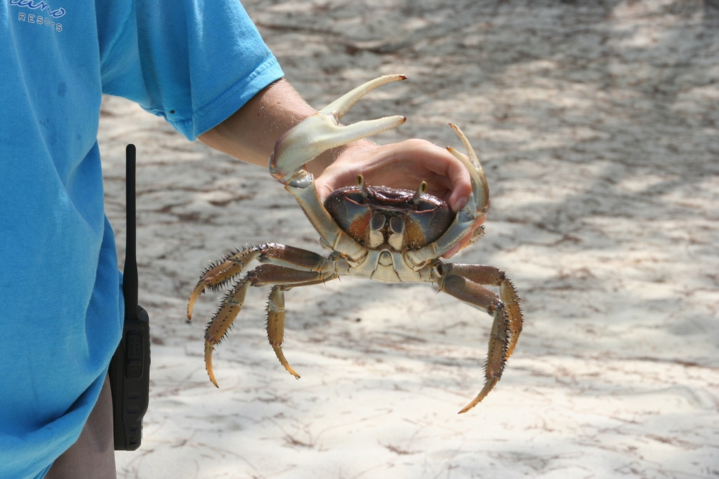Краб на острове Андрос, Багамские острова. Фото 3 – фотографии Багамских островов