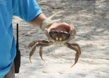 Краб на острове Андрос, Багамские острова. Фото 3 – фотографии Багамских островов