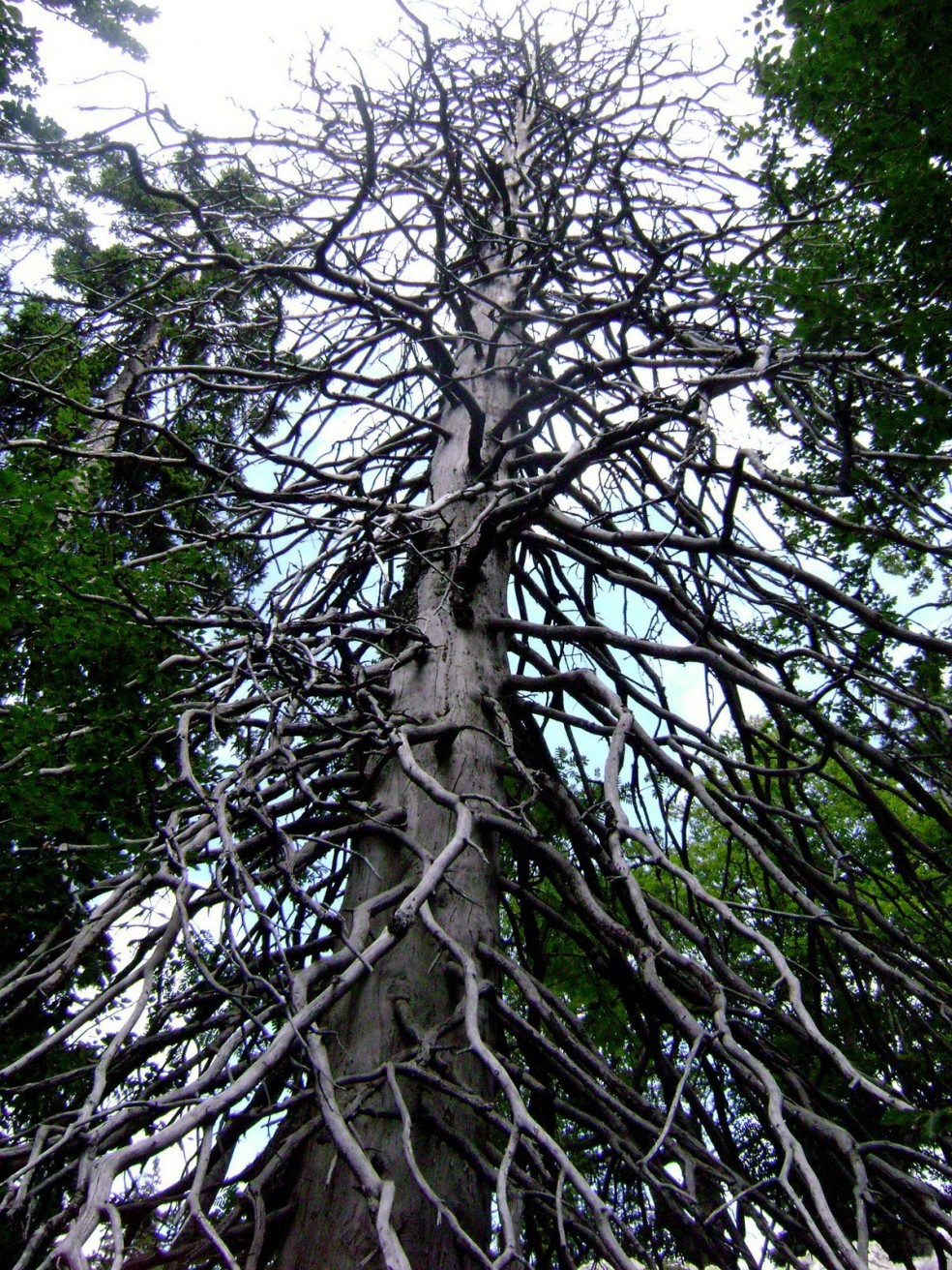 Дерево в Северный Велебит Национальный, Хорватия – фотографии Хорватии