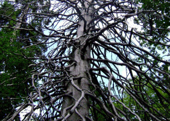 Дерево в Северный Велебит Национальный, Хорватия – фотографии Хорватии