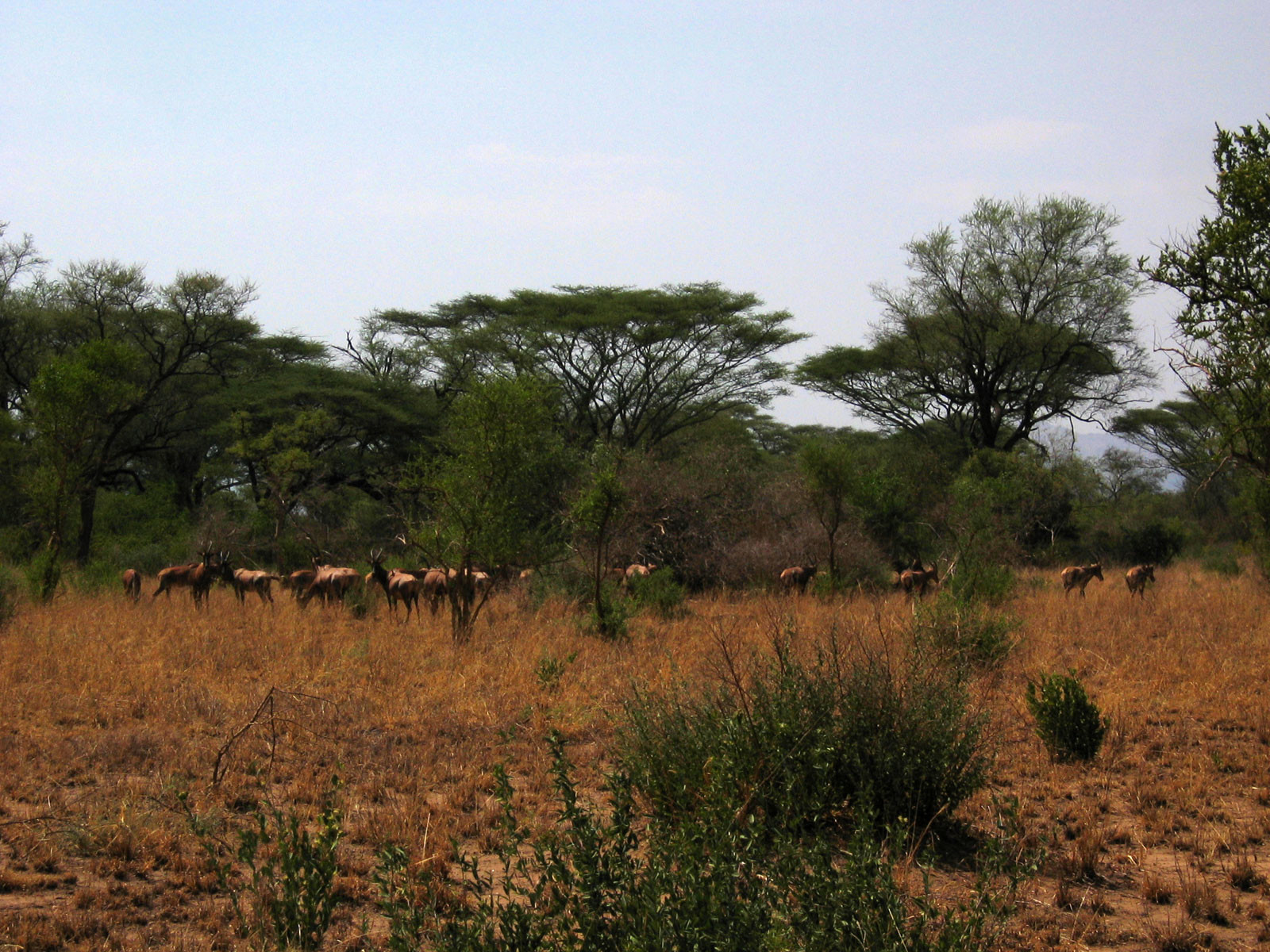 Национальный парк Маго в Эфиопии. Фото 1 – фотографии Эфиопии