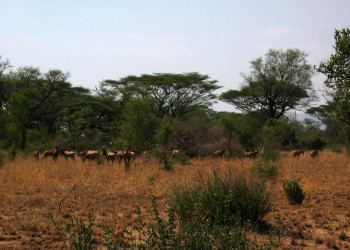 Национальный парк Маго в Эфиопии. Фото 1 – фотографии Эфиопии