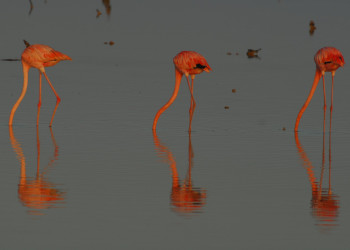 Мерида, Мексика, фото № 43730 – фотографии Мексики