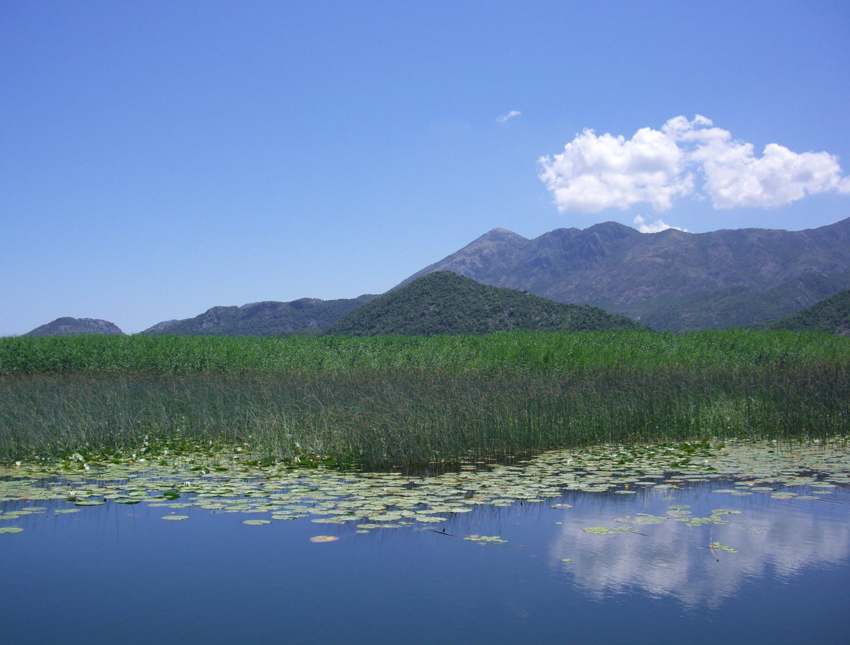 Скадарское озеро, Черногория. Фото 43 – фотографии Черногории