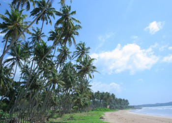 Велигама, Шри-Ланка, фото № 50859 – фотографии Шри-Ланки