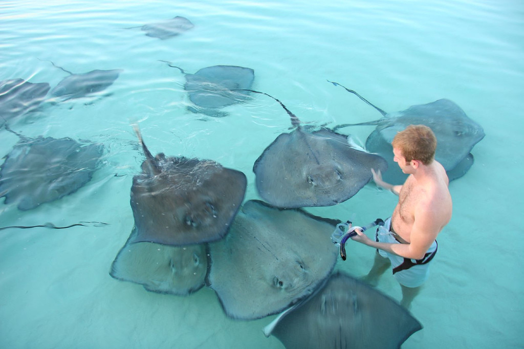 Стингрей Сити – остров Большой Кайман. Фото 2 – фотографии Каймановых островов
