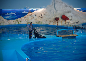 Аквариум Полярный Океанский Мир – фотографии Китая