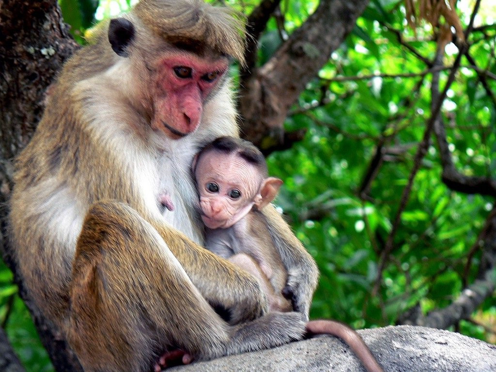 Дамбулла, Шри-Ланка, фото № 51078 – фотографии Шри-Ланки