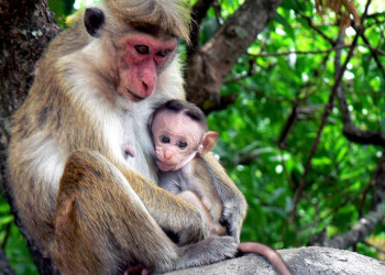 Дамбулла, Шри-Ланка, фото № 51078 – фотографии Шри-Ланки