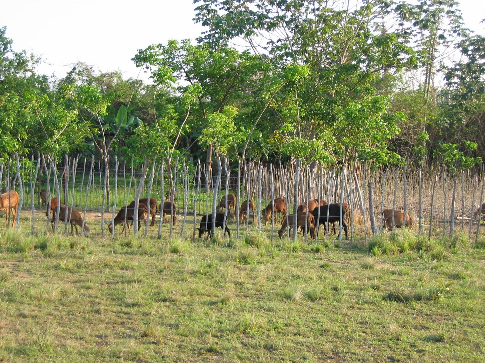 Зоопарк в Хувентуде, Куба – фотографии Кубы